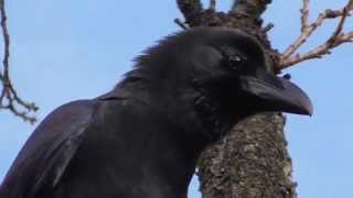 Jungle crow (Corvus macrorhynchos)