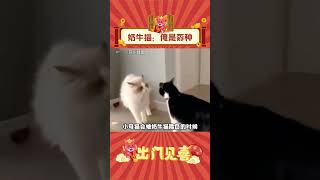 第一次见这么窝囊的奶牛猫！#奶牛猫 #窝囊 #娱乐评论 #猫 #萌宠 #shorts  #出门见喜