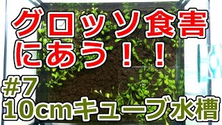 【ボトルアクアリウム】グロッソ食害にあう！犯人はレッドラムズ！？【グロッソ水草水槽10cmキューブ～緑の絨毯目指して～#7】