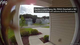 Gecko Lizard Rang My RING Doorbell in NC