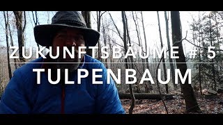 Tulpenbaum - Zukunftbäume #5