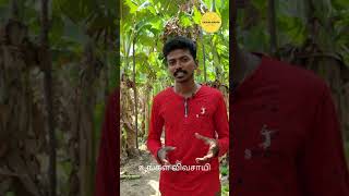 வாழை விவசாயம் (Banana Farming) | Tamil | Part-I | Full video out | Down South |  உங்கள் விவசாயி