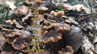 12-11-64🍄เก็บเห็ดดำ เห็ดทรัตคันตาเรล กำลังดอกบานสวย เยอะมาก