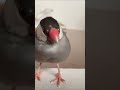 紙の上に文鳥が乗っている状態でスライドしてみると… java sparrow ショートver.