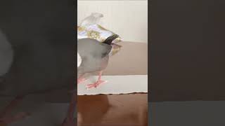 紙の上に文鳥が乗っている状態でスライドしてみると…  java sparrow  (ショートver.)