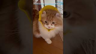 シャンプーハットをエリザベスカラーにしたらめっちゃ可愛い猫 #shorts  #猫 #cat #cute