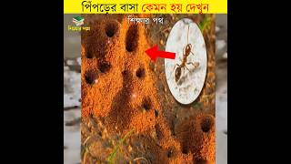 পিঁপড়ের বাসা কেমন হয় দেখুন || interesting facts about ants || #shorts #ants #শিক্ষারপথ #newshorts