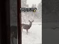 desperate deer seeking help from humans 🥹 deer hunting winter snowstorm shorts