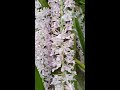 কপৌফুল short shortvideo foxtail orchid.