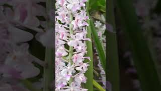 #কপৌফুল #short  #shortvideo #Foxtail orchid.