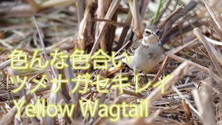 【色んな色合い】ツメナガセキレイ Yellow Wagtail