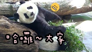 圓仔姐姐圓圓的好可愛，最喜歡看粉絲|熊貓貓熊The Giant Panda Yuan Yuan and Yuan Bao|台北市立動物園