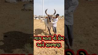 ગાય માતા નો પ્રેમ અને સમજણ જોઈલો | જય ગૌ માતા | cows khedut #viral #shorts #youtubeshorts #cows