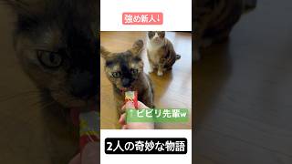 2人の奇妙な物語w#cat #猫 #shorts