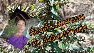 ชมจันทร์บ้านทุ่ง กำลังถ่ายทอดสด! เก็บเกี่ยวข้าวนาปีรอบสุดท้าย