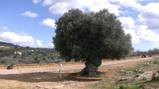 Trailer Sizilien - Auf Goethes Spuren