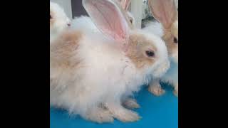 அங்கோரா முயல் குட்டிகள் விற்பனைக்கு/Abisha Rabbit farm Chennai Koyambedu 9710498292