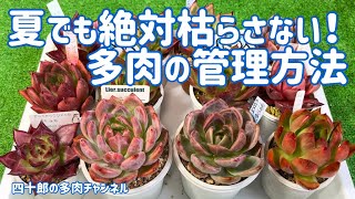 【多肉植物】🍀夏でも絶対枯らさない❗️管理方法📝