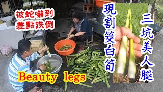 美人腿採收，三坑筊白筍，遇到蛇。嚇一跳。Beauty legs