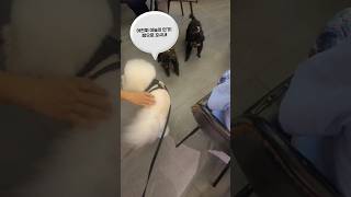 레오는 인기쟁이 #shorts #bichon #진짜 이러기입니까 너무 귀엽자나여!! 사투리지현 소중...