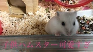 生後3週間ハムスター可愛すぎ