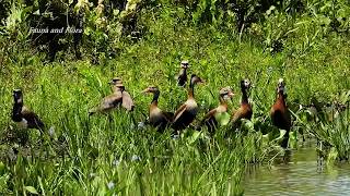 BLACK-BELLIED WHISTLING-DUCK (DENDROCYGNA AUTUMNALIS), MARRECA-CABOCLA, Wildlife by the lake.