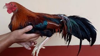 Black Asil Crosses Breed     #gamefowl#asil  #bobbyjones#gamefowlbreeder