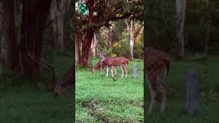 ബന്ദിപ്പൂർ  വനത്തിലെ മനോഹരമായ കാഴ്ചകൾ #kerala #karnataka #trending #forest #forestsounds #bandipur