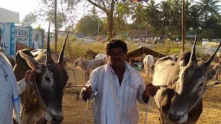 Glorious Hallikar STUDBULLS of Farmer Kumar from KR Pete Tq,Mandaya Dist@Chunchankatte Cattle Fair