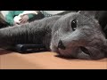 クッションに座れない猫　またもやママにクッションとられた！　＃ロシアンブルー＃猫動画＃クッション