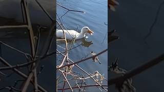 Duck swimming while quacking 泳ぐ アヒル 鳴く #shorts #birds #duck #野鳥