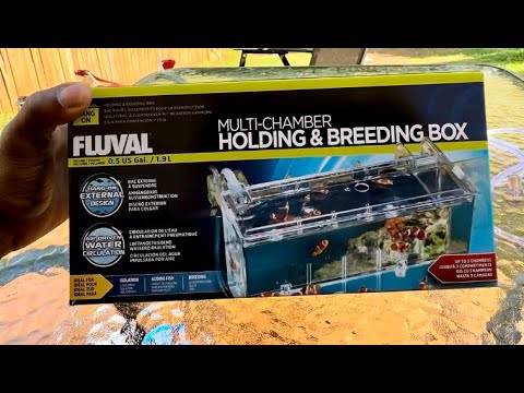 Fluval Breeder Box Setup Youtube