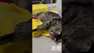 足を枕に眠る猫、、、動けん#shorts #ねこ