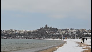 青岛雪后的第一海水浴场，海鸥在沙滩上讨生活