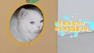 240517 미유박스 Meowbox 울티메이트 벤토나이트 고양이모래