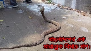 বাংলাদেশের এক মারাত্মক বিষধর সাপ গোখড়া!! Spectacled Cobra | ১০ Solutions