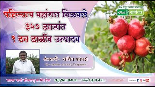 पहिल्याच बहांरात मिळवले ३५० झाडांत ९ टन डाळींब उत्पादन |9 tons of pomegranates from 350 trees |