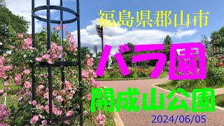 新緑の開成山公園　バラ園を訪ねて