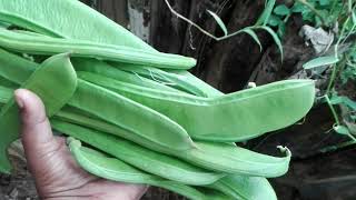 මගේ කාබනික අවර වගාව - Awara Gardening