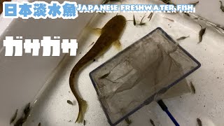 ガサガサ　水槽リセット　日本淡水魚　ガサガサタイムズ