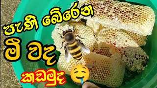 පැණි පෙට්ටියේ පැණි බේරෙන මී වද කඩපු විදිහ 🐝 | how to collect honey | මී මැසි පාලනය