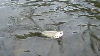 Vermont fly fishing Lamoille river