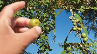 Jujube fruiting in backyard October 31th, 2021