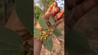 Dhamna Phalsa Falsa Grewia Asiatica Sherbet Berry Barries in India Indian