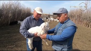 Agroolam | Навоий вилоятида чорвачилик кластери раҳбари фаолияти [10.05.2022]