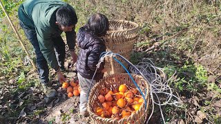 Real poor life in Southwest China, harvesting Persimmons to Make Dried Persimmons.