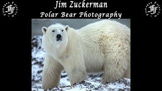 Photographing Polar Bears with Jim Zuckerman