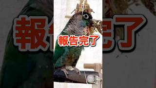 ウ○チしたことを報告するインコ#45 #ウロコインコ #インコ #conure #おしゃべりインコ #うんち #快便 #閲覧注意 #おもしろ #かわいい #birds #鳥 #朝 #報告 #スッキリ