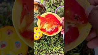 Unboxing Colorful Ornamental Fish, KoiFish#cometfish, #gourami,#brazilturtle,#shrimp