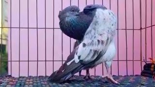 Z Spring Pigeons | জেড স্প্রিং কবুতর | Most unique pigeon breed in Bangladesh 